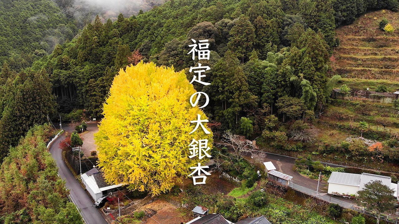 Fukusada No Oicho Ginkgo Tree