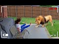 Wild Animals Invading Cities Caught On Camera