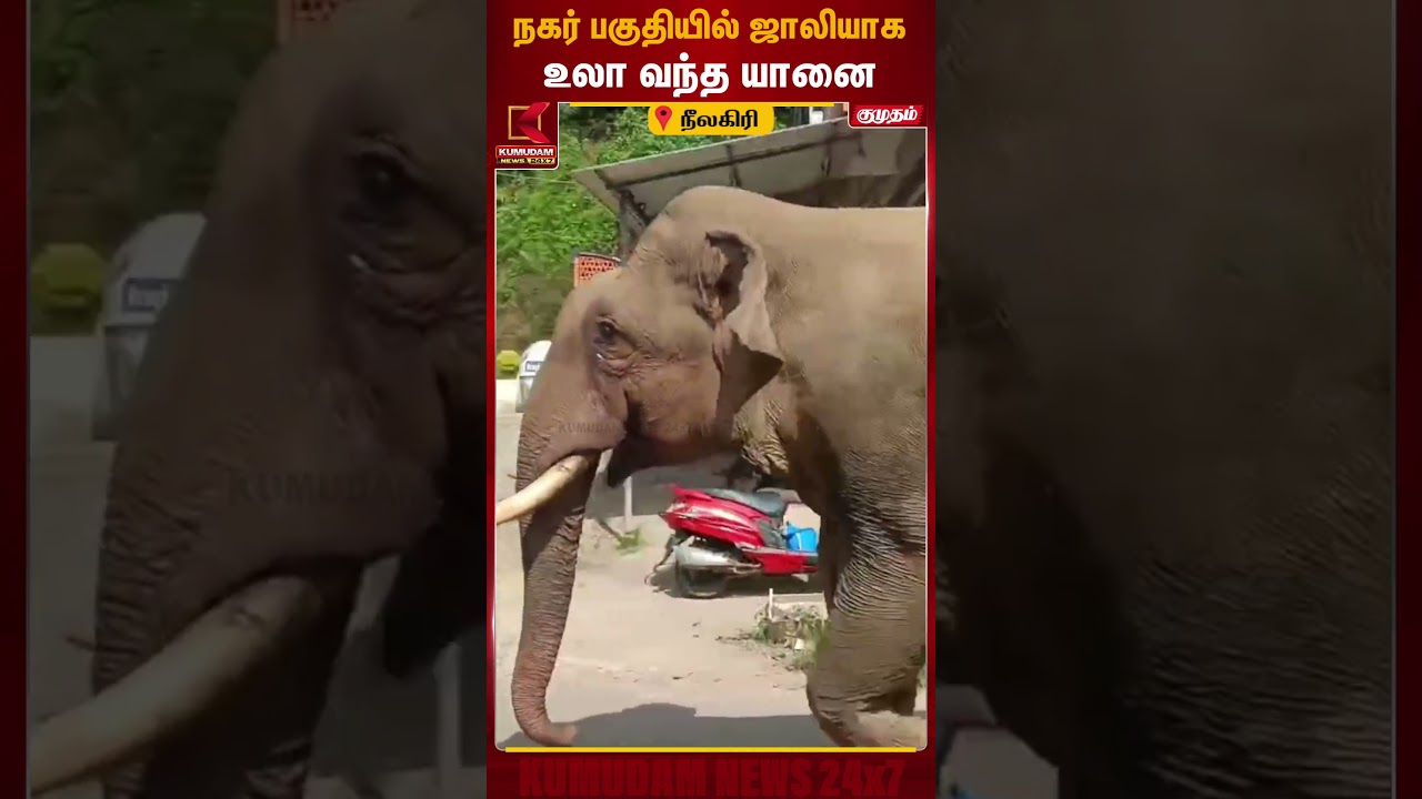 நகர் பகுதியில் ஜாலியாக உலா வந்த யானை | Viral Video | Elephant | Kumudam News