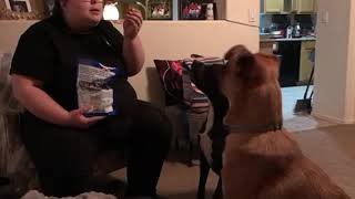 Video preview image #1 American Staffordshire Terrier-Unknown Mix Puppy For Sale in Chandler, AZ, USA