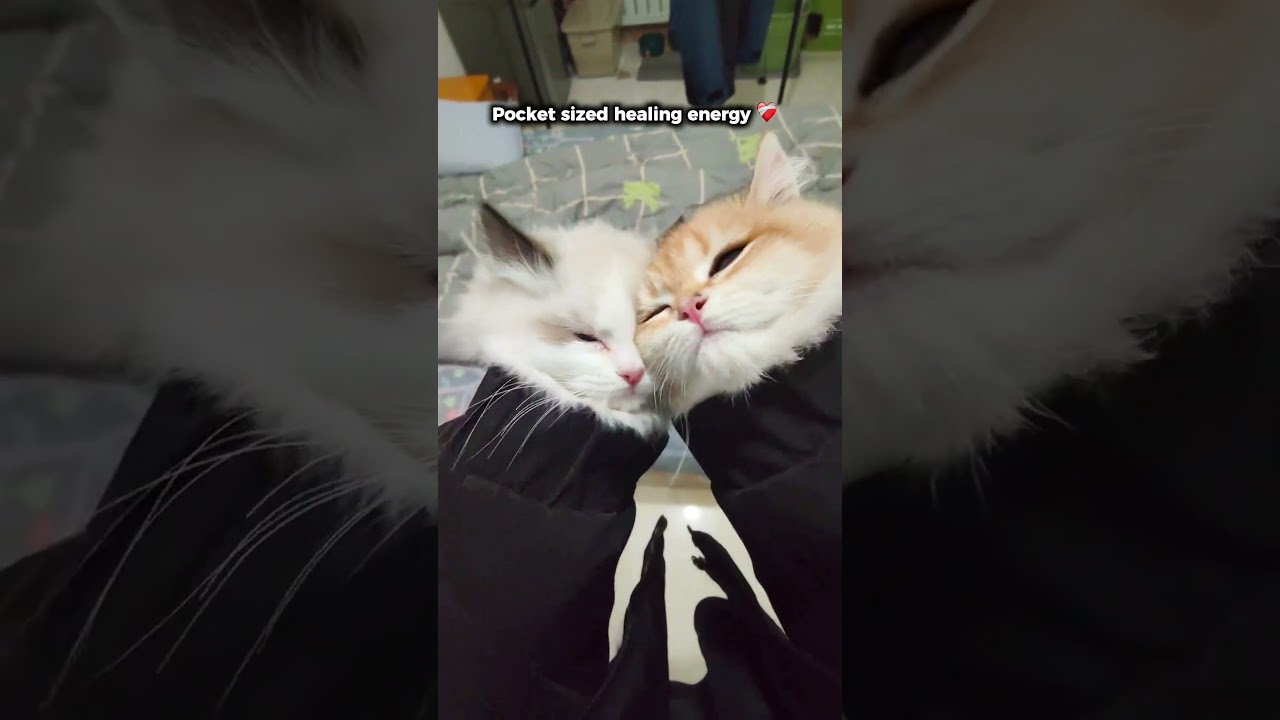 Sleeve Magic ✨ #cat #animals #cute