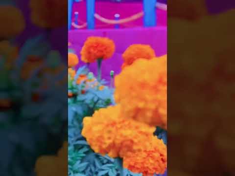 Garden 🪴 #travelwithkhagendra #travel #ytshorts #shorts