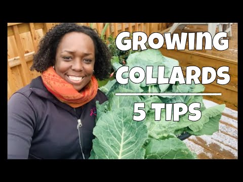 Growing Collard Greens | 5 Tips
