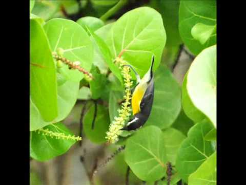 King Obstinate; I'll Always Come Back to You