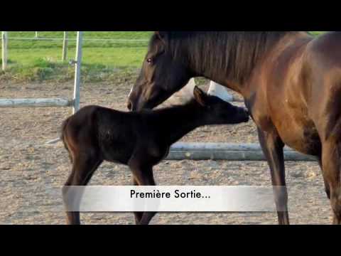 Poulain : Varden de la naissance à aujourd'hui...