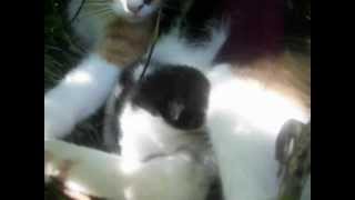 STRAY CAT & NEW BORN KITTEN FOUND IN MY BACK YARD