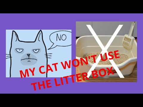 WHY MY CAT WON'T USE THE LITTER BOX?