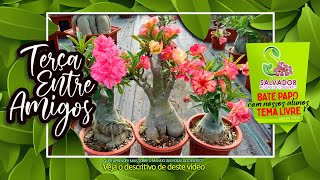 TERÇA ENTRE AMIGOS 219ª EDIÇÃO | VAMOS TIRAR DÚVIDAS E CONVERSAR COM AMIGOS E MEMBROS DE NOSSO CANAL