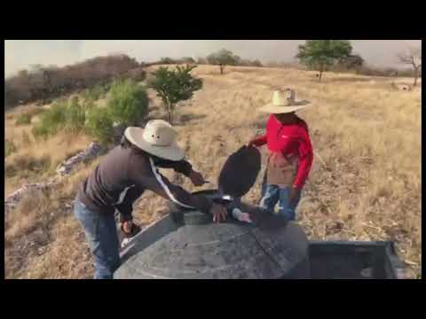 Incendio en los  límites de Rancho Sarabia y Zapotitlan Palmas  3 de abril 2024🔥👉