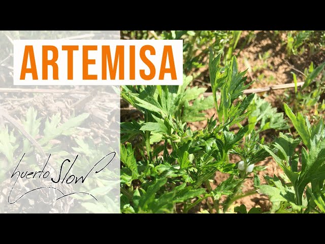 Vídeo relacionado con Artemisa común (Artemisia vulgaris) hierba con flores Tintura Madre sin alcohol Naturalma - Extracto líquido gotas 60 ml - Complemento alimenticio - Vegano