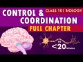 #controlandcoordination full chapter | cbse Class 10th Biology | NCERT class 10 science chapter 7
