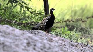 preview picture of video 'Black Francolin'