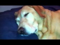 Joey Snoring