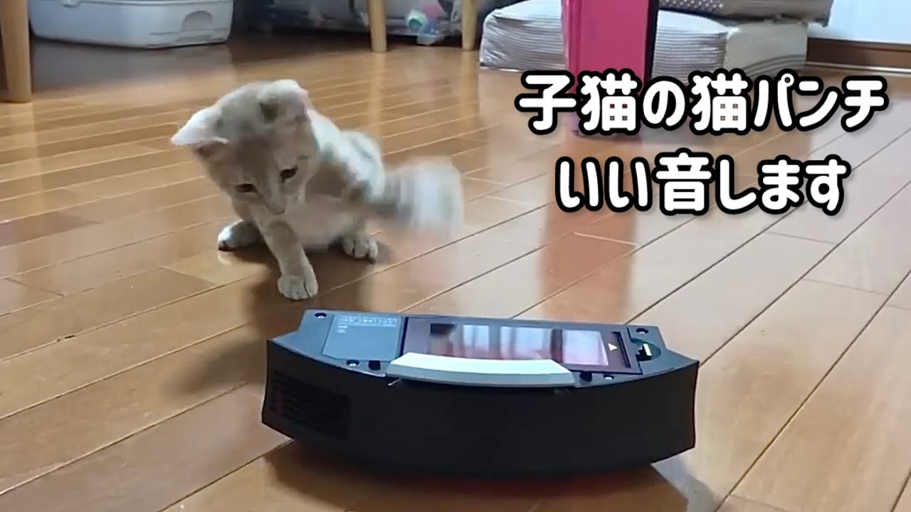 子猫の猫パンチがエエ音しています