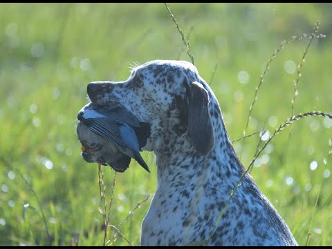 Jagdhundrasse Französischer Vorstehhund - Braque du Bourbonnais Einsatzgebiet