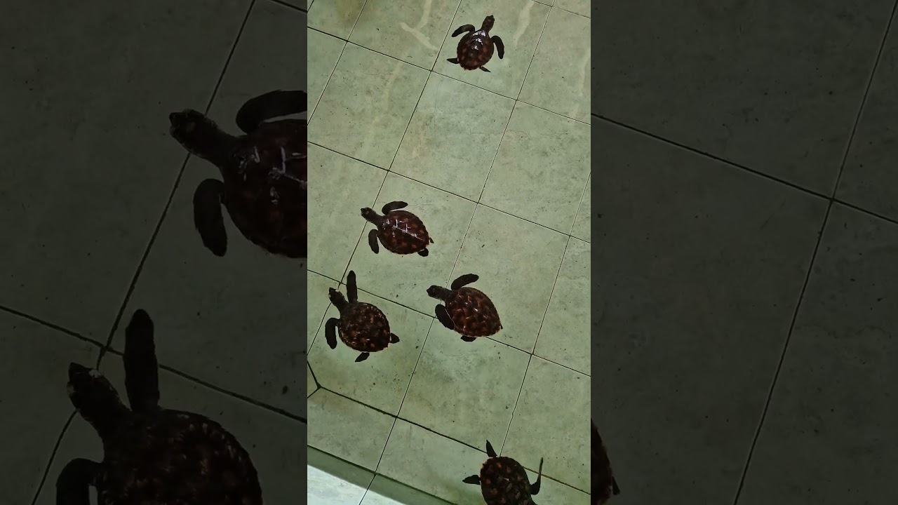 YouTube Short thumbnail