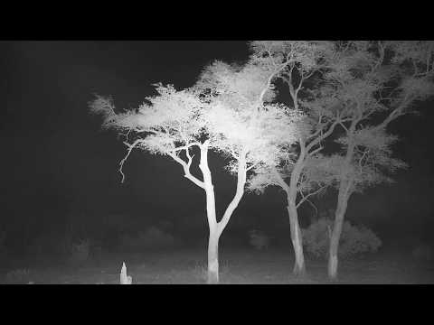 Djuma: Sights and sounds-Pt:1 - 23:51 - 10/31/19