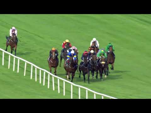 Lot 8  Dark Pursuit - Foran Equine Irish EBF Auction Maiden, Down Royal, 7 September 2018.