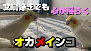 オカメインコが飼いたくなる動画を友人よりいただきました