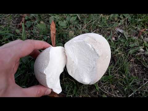 ogromna gljiva puhara