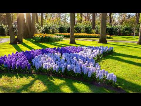 Tulpenparadies: Ein entspannter Spaziergang durch Keukenhof, Niederlande