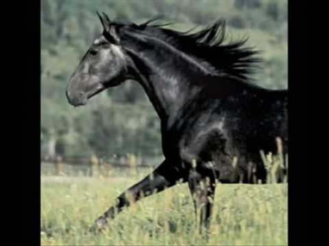 Theme from Black Beauty (Galloping Home) - Matt Mix.