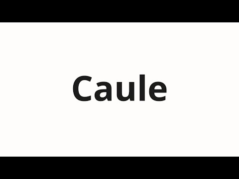 How to pronounce Caule