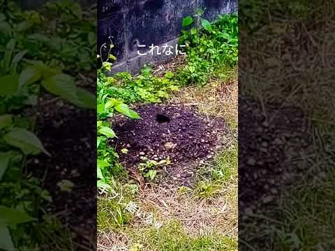 どの動物が庭に穴を掘っているのかを知るにはどうすればよいですか?これらのサインがあなたに教えてくれます！  庭園