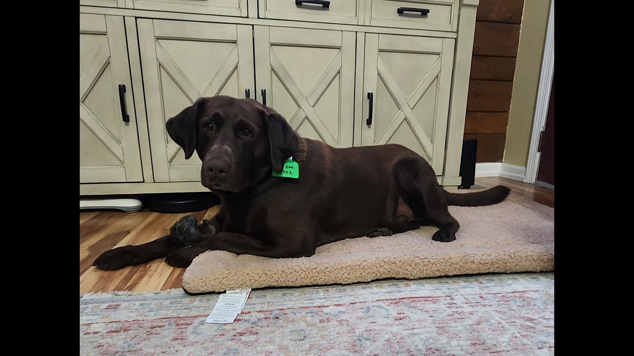 Lars Tag 3504, an adopted Chocolate Labrador Retriever in Warrington, PA video 4/4