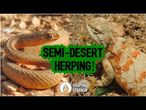 Semi-desert Herping: Snakes, Scorpions and more!