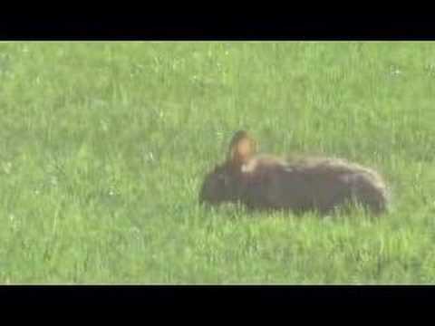 Ferraby Lionheart - Vermont Avenue