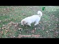 Havanese dogs for sale: Titus  - Video 1
