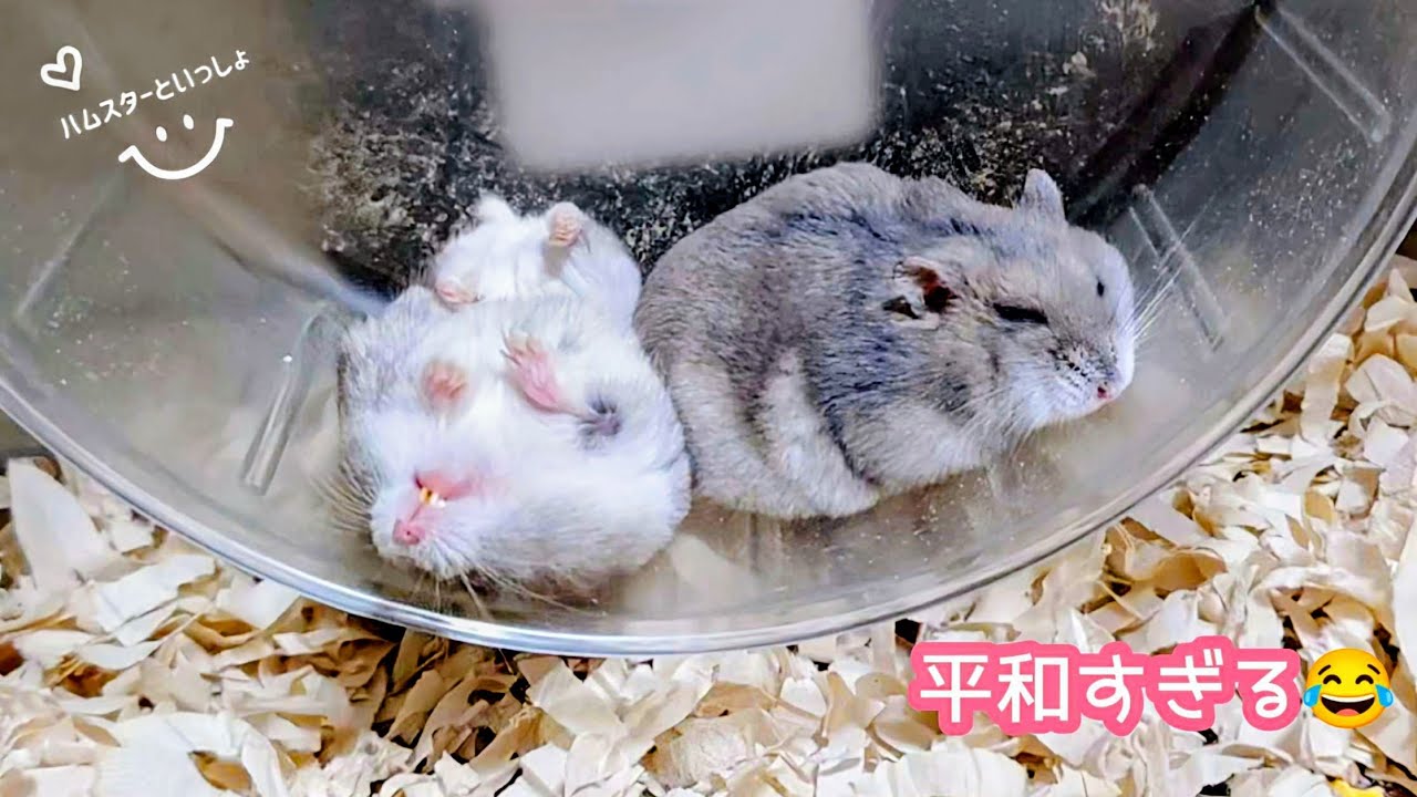 可愛すぎるのに何か起きるのを期待してしまうハムスター🐹