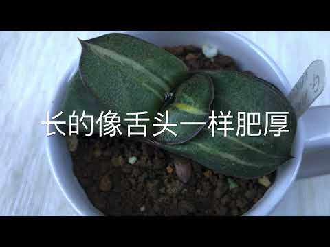 卧牛