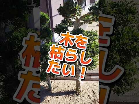 他の植物に害を与えずに雑草を枯らす方法は？自然で100%効果的なヒント  庭園