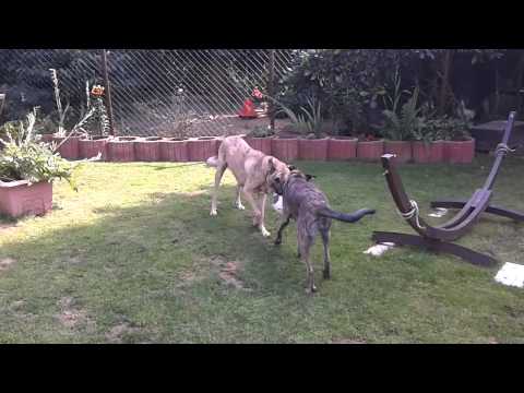 Bardinos Manfred und Rosi