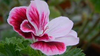 Spring Rejuvenation of Pelargoniums