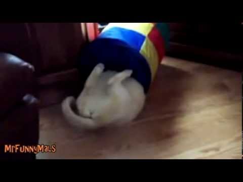 Cats getting stuck in things