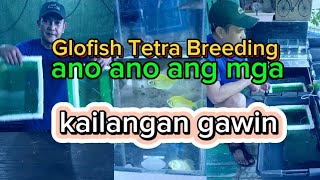 NAG BREED AKO NG GLOFISH TETRA / ANO ANG MGA KAILANGAN GAWIN part 1
