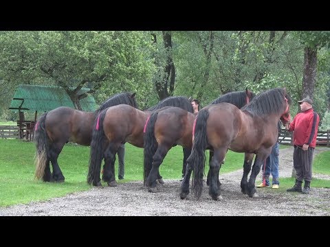 Armasarii lui Ionut Rambu de la Putna