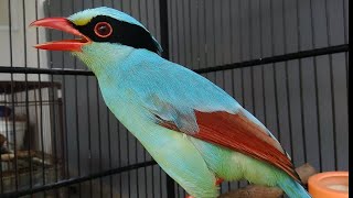 Download lagu PANCINGAN SUARA BURUNG EKEK KELING GACORR SUARA KERAS...DIJAMIN PASTI NYAUT ... mp3 Download lagu PANCINGAN SUARA BURUNG EKEK KELING GACORR SUARA KERAS...DIJAMIN PASTI NYAUT ... mp3