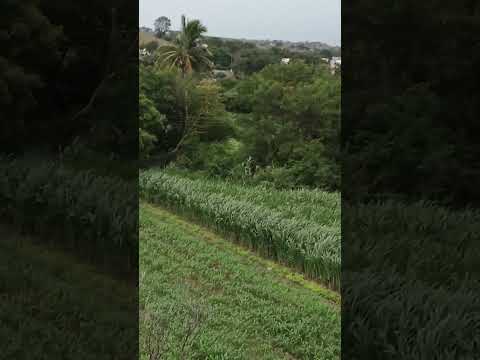 nature 😘 entertainment shortfeed 👍🙏 #song #love #music #swarit ♥️ ytshorts reelitfeelit 😘🙏