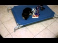 Jet and Rocket playing in the house