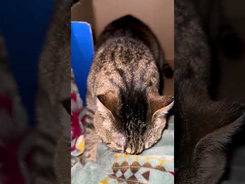 #purring #kneading #animal #cat #animalcat #cute #pet #kitty #kedi #gato #purr #catshorts #catvideos