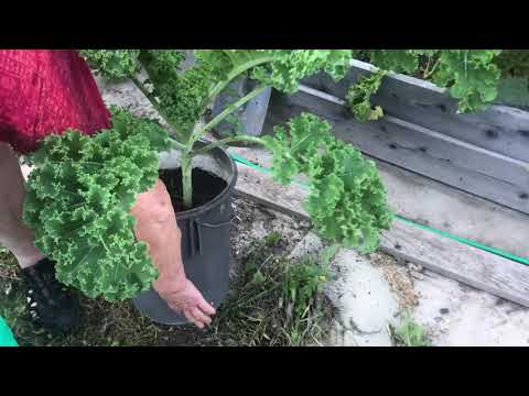 Fräsch grönkål genom hela vintern