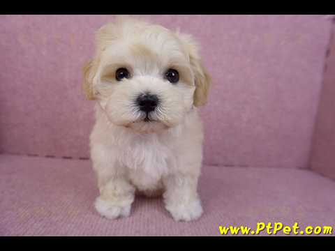 11/23馬爾泰迪母幼犬2號(南投草屯)