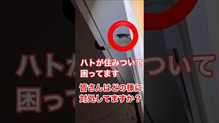 ハトのフンに困ってます。いい駆除方法あったら教えてください　#ハト駆除　#ハトのフン　#ハトが住みついた