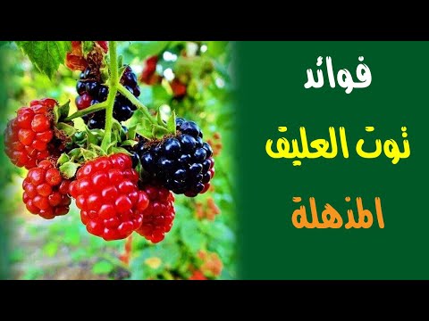 لن تتوقف عن تناول توت العليق بعد اليوم .. تعرف على فوائدة المذهلة !