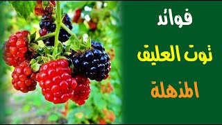 لن تتوقف عن تناول توت العليق بعد اليوم .. تعرف على فوائدة المذهلة ! لن تتوقف عن تناول توت العليق بعد اليوم .. تعرف على فوائدة المذهلة !