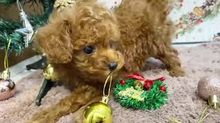 タイニープードルの動画01